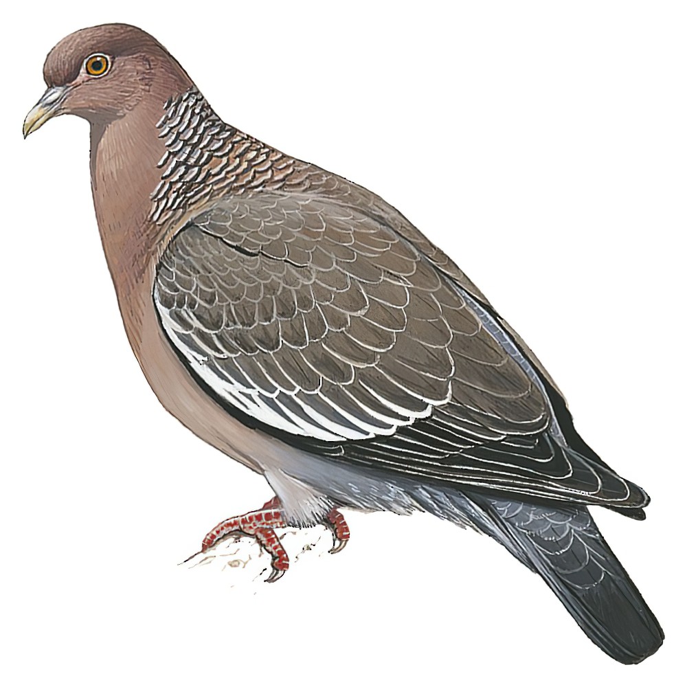 Picazuro Pigeon / Patagioenas picazuro
