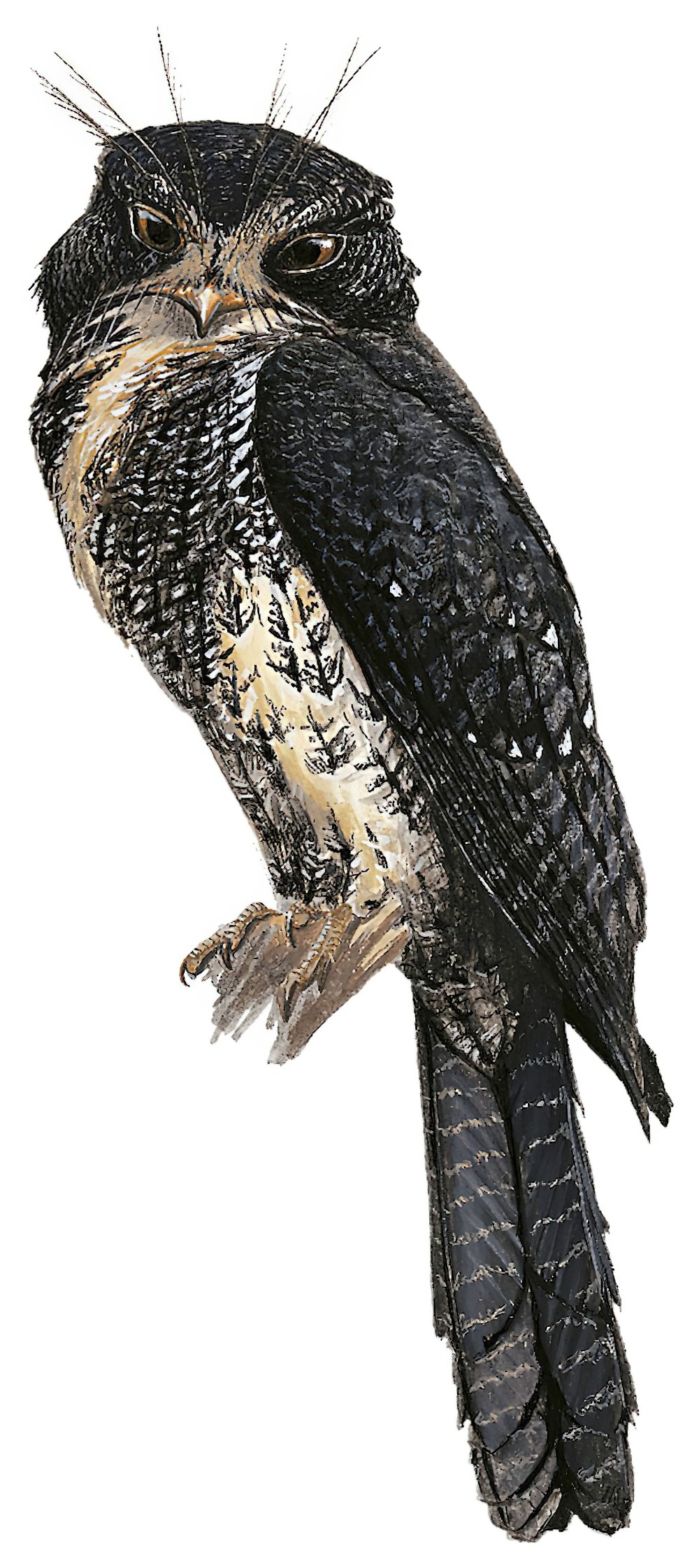 Moluccan Owlet-nightjar / Aegotheles crinifrons