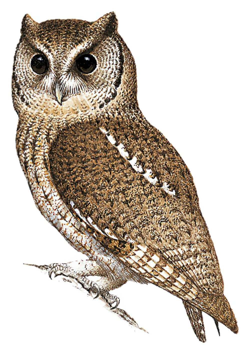 Black-capped Screech-Owl / Megascops atricapilla