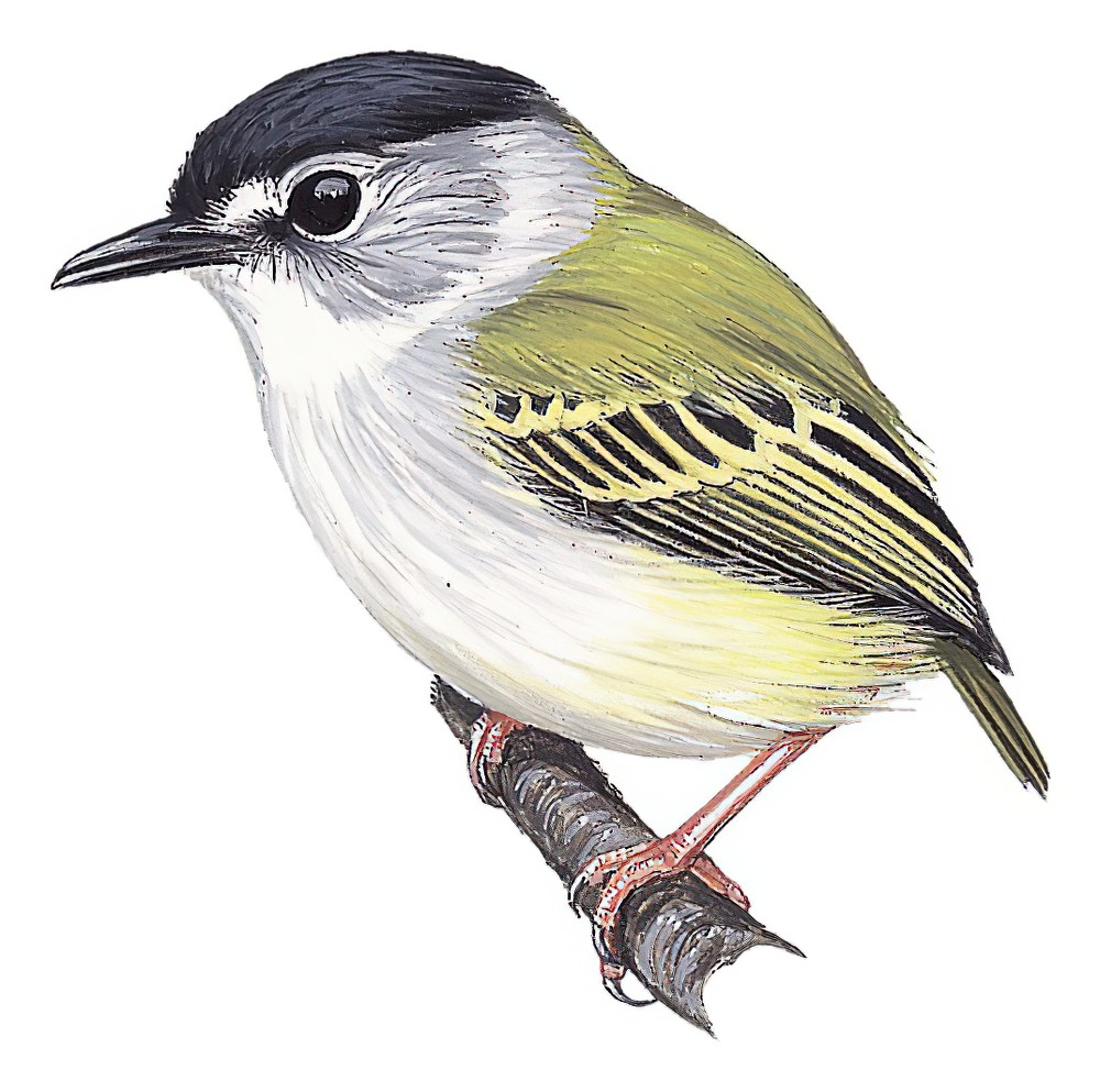 Black-capped Pygmy-Tyrant / Myiornis atricapillus