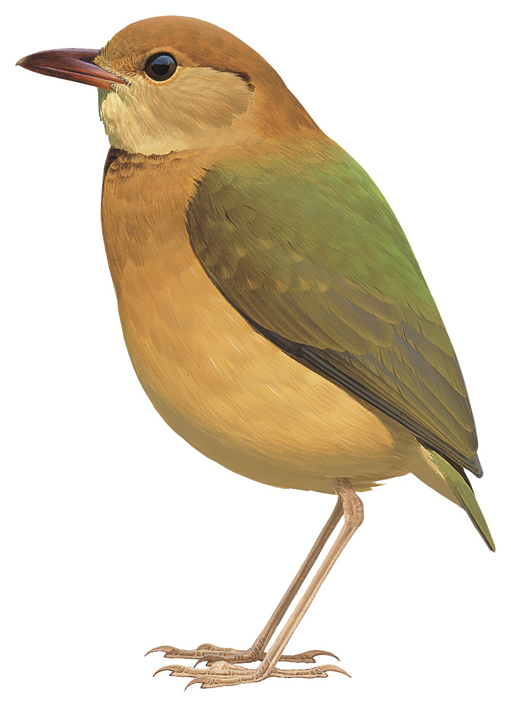 Rusty-naped Pitta / Hydrornis oatesi