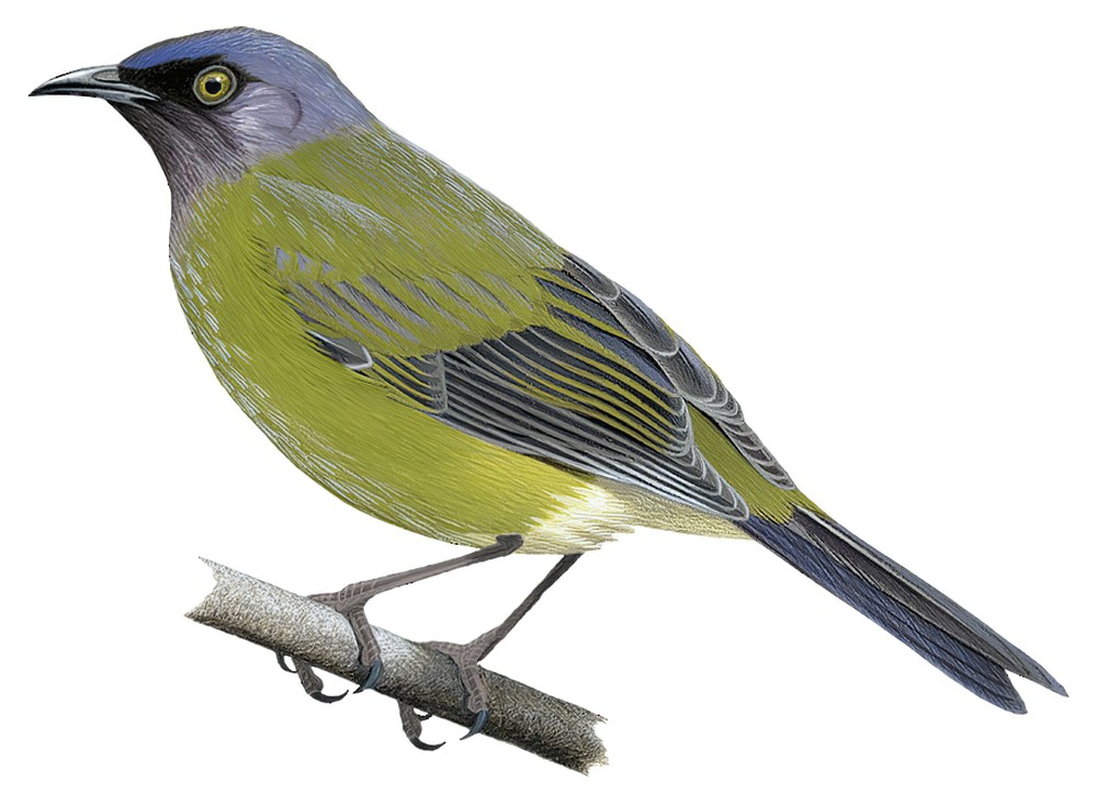 Chatham Island Bellbird / Anthornis melanocephala