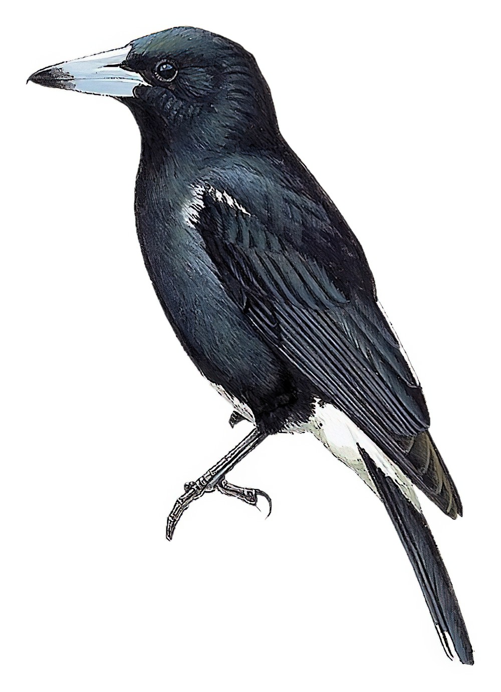 Tagula Butcherbird / Cracticus louisiadensis