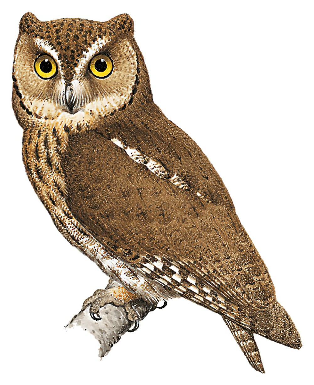 Mantanani Scops-Owl / Otus mantananensis