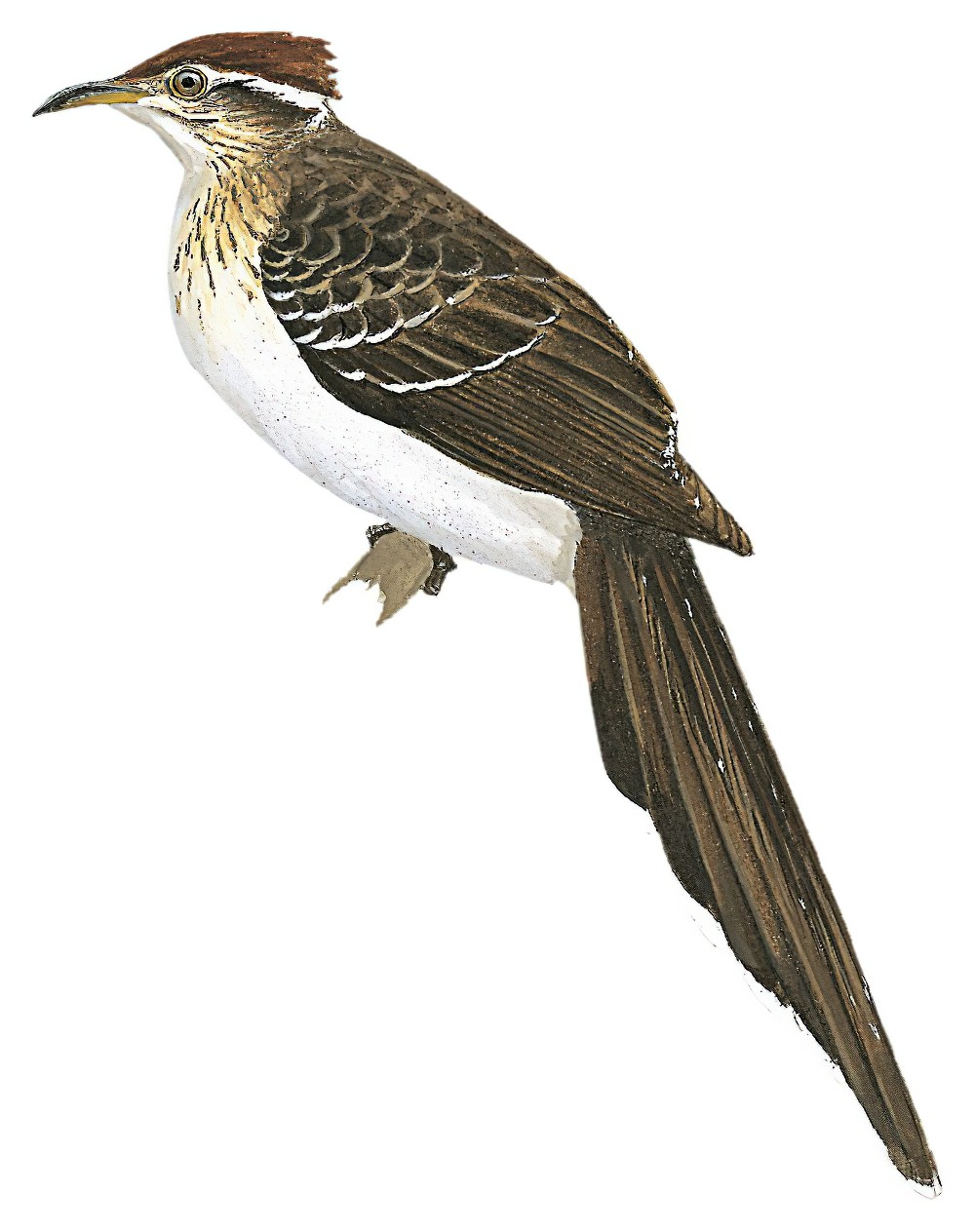 Pheasant Cuckoo / Dromococcyx phasianellus