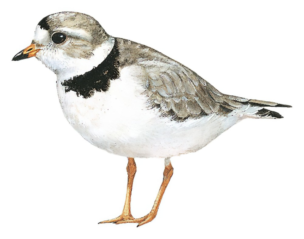 Piping Plover / Charadrius melodus