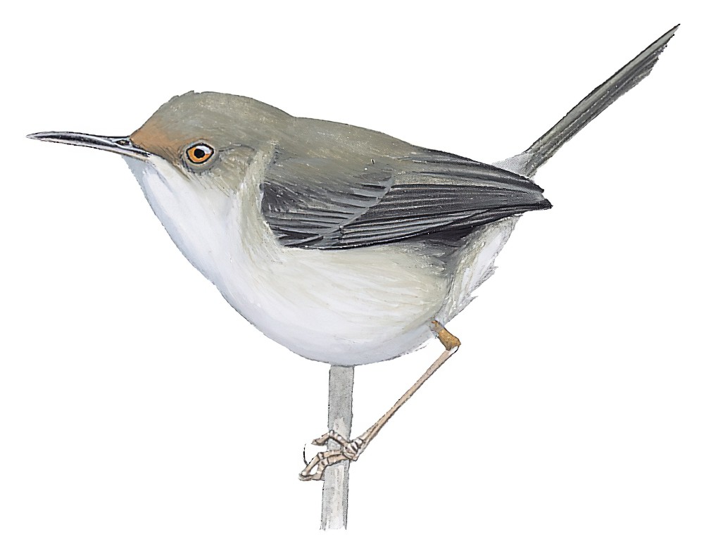 Long-billed Tailorbird / Artisornis moreaui