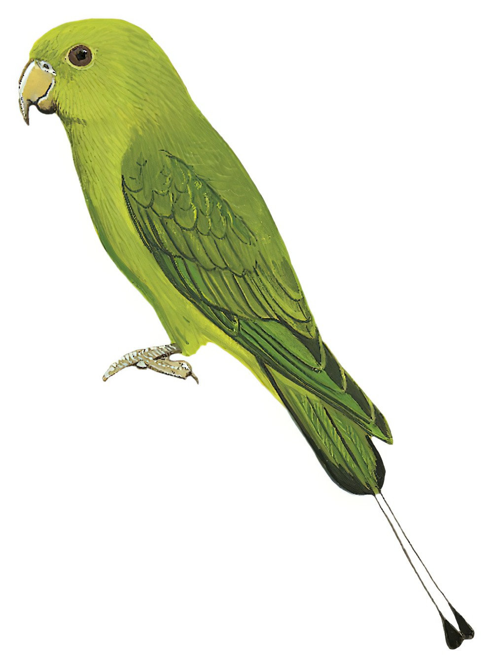 Green Racquet-tail / Prioniturus luconensis