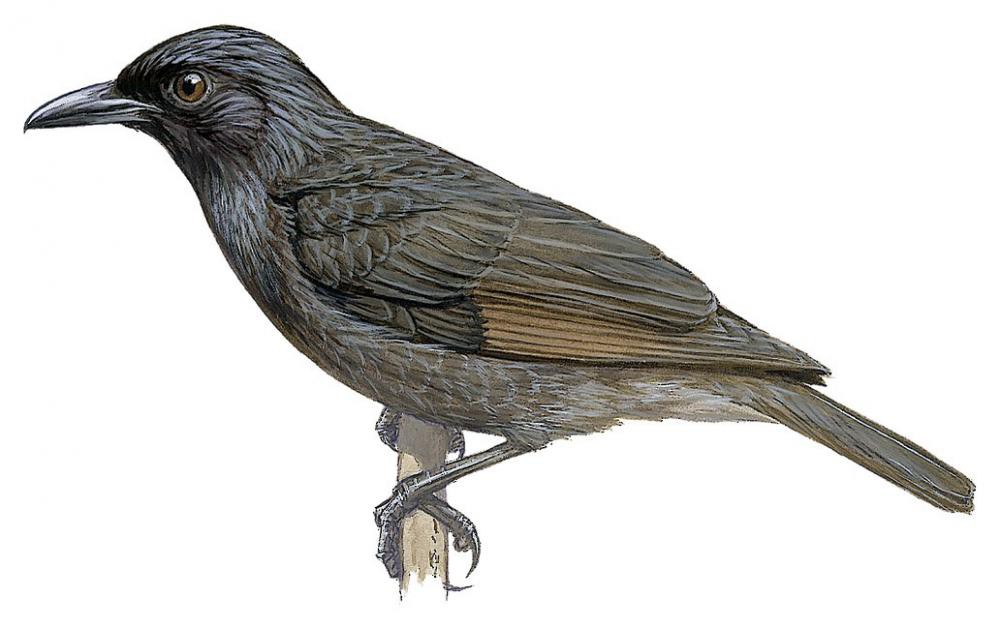 Samoan Starling / Aplonis atrifusca