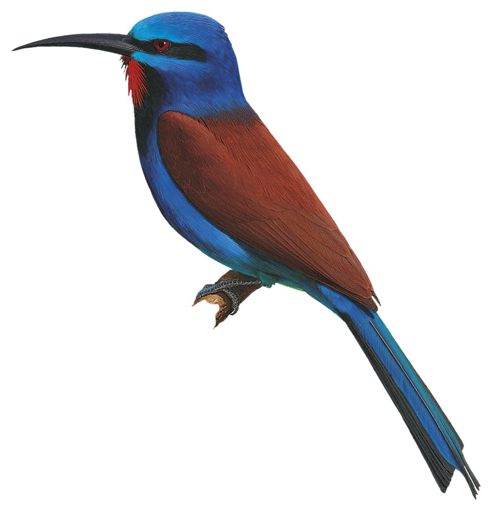 Blue-moustached Bee-eater / Merops mentalis