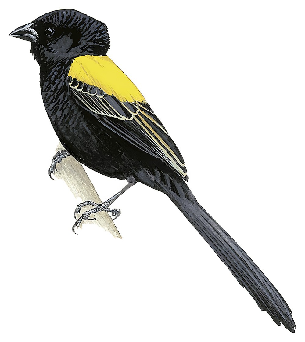 Yellow-mantled Widowbird / Euplectes macroura