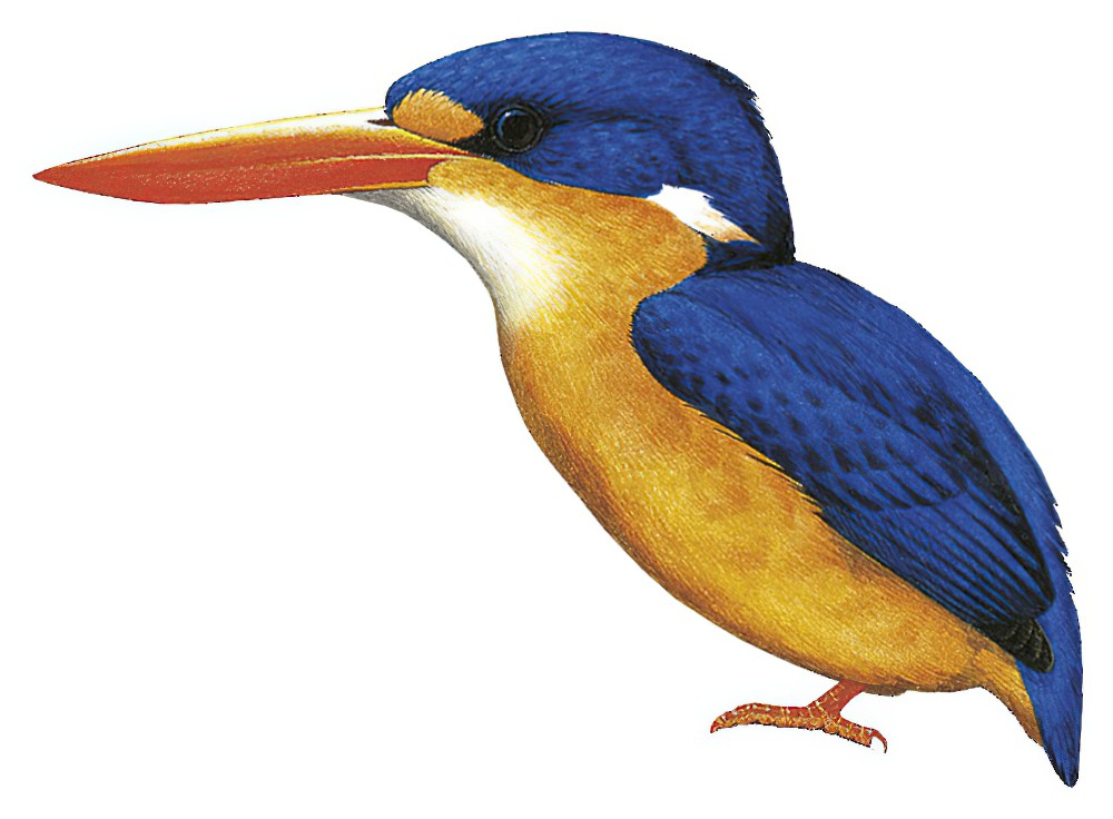 Dimorphic Dwarf-Kingfisher / Ceyx margarethae
