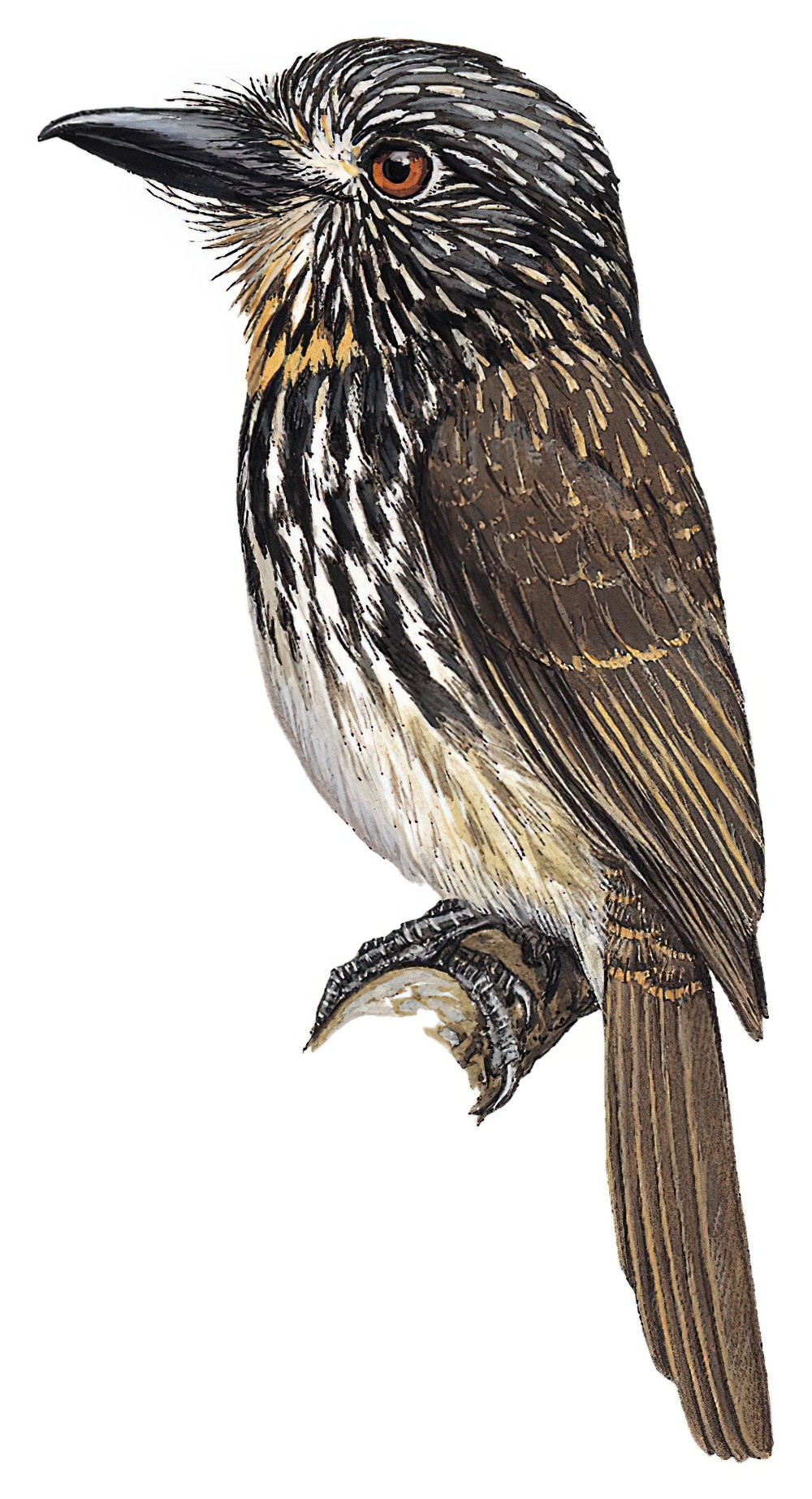Black-streaked Puffbird / Malacoptila fulvogularis