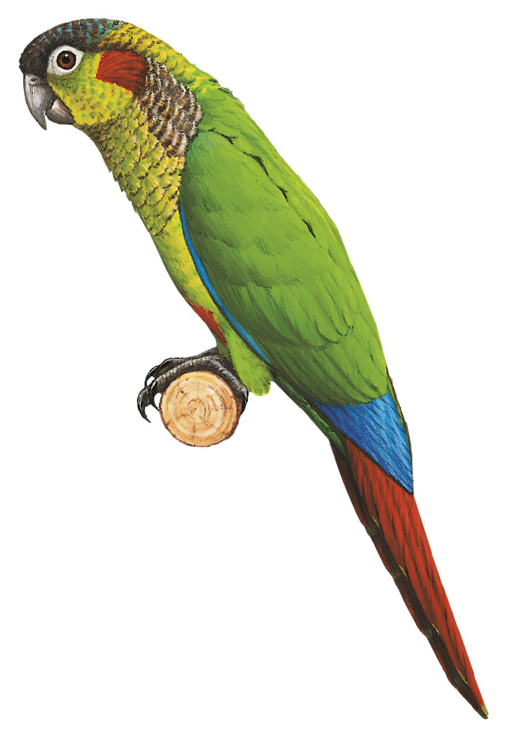 Red-eared Parakeet / Pyrrhura hoematotis