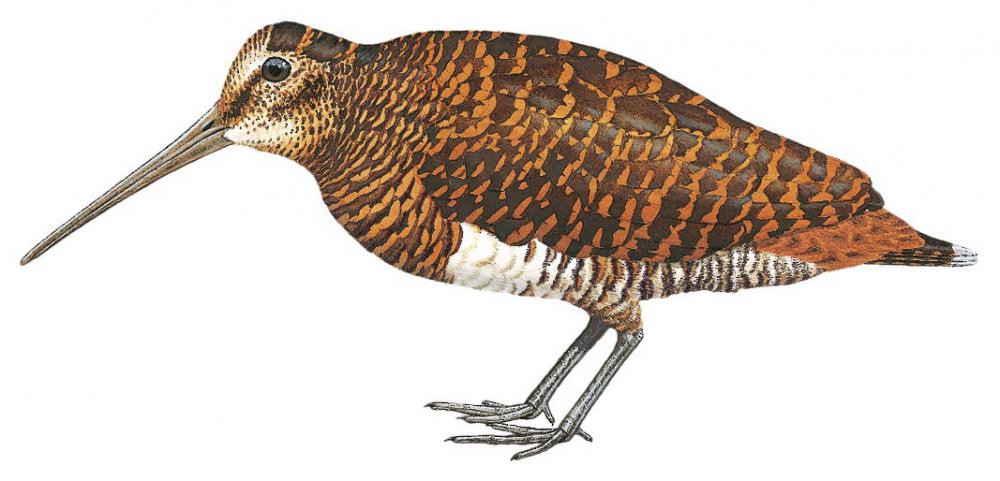 New Guinea Woodcock / Scolopax rosenbergii