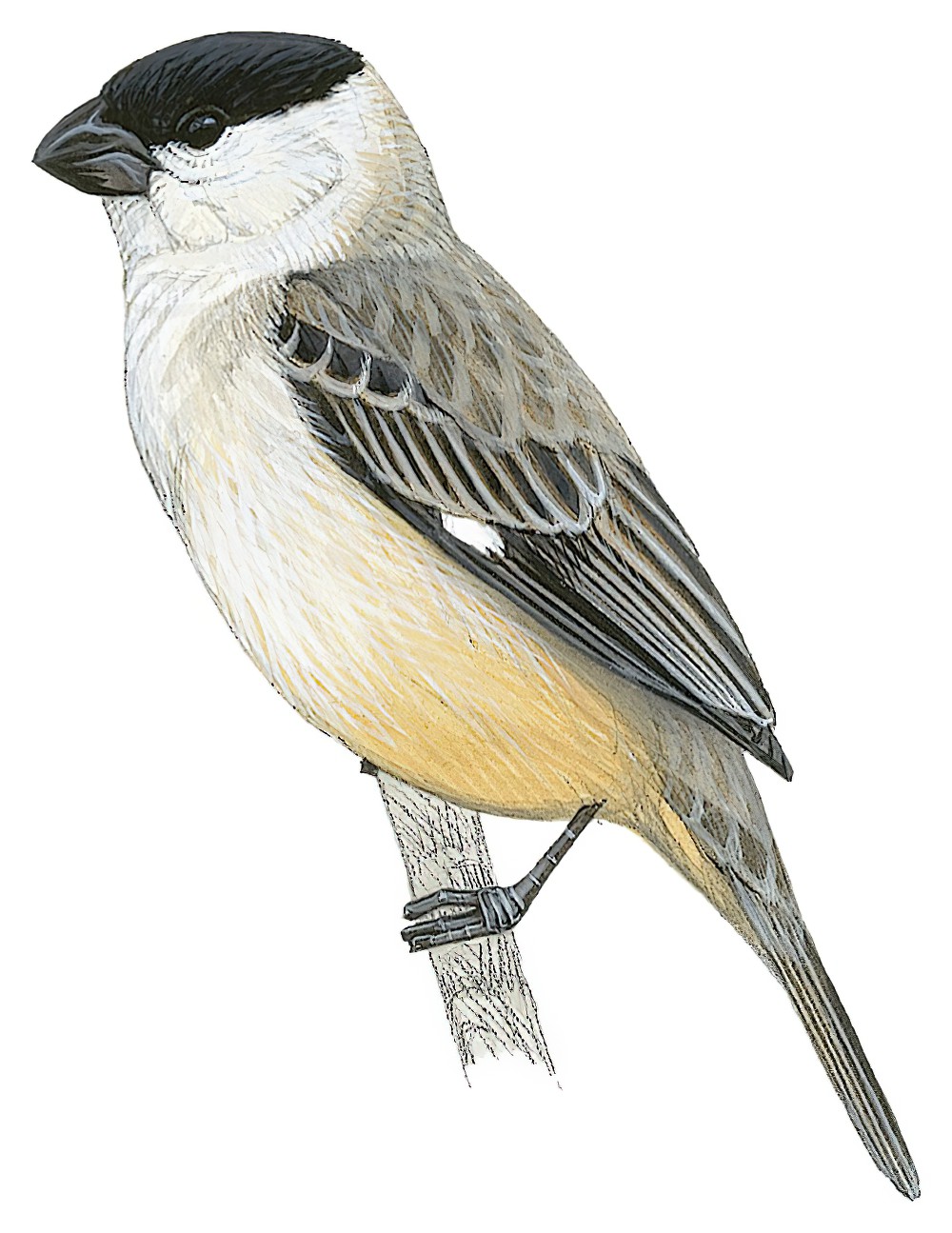 Pearly-bellied Seedeater / Sporophila pileata