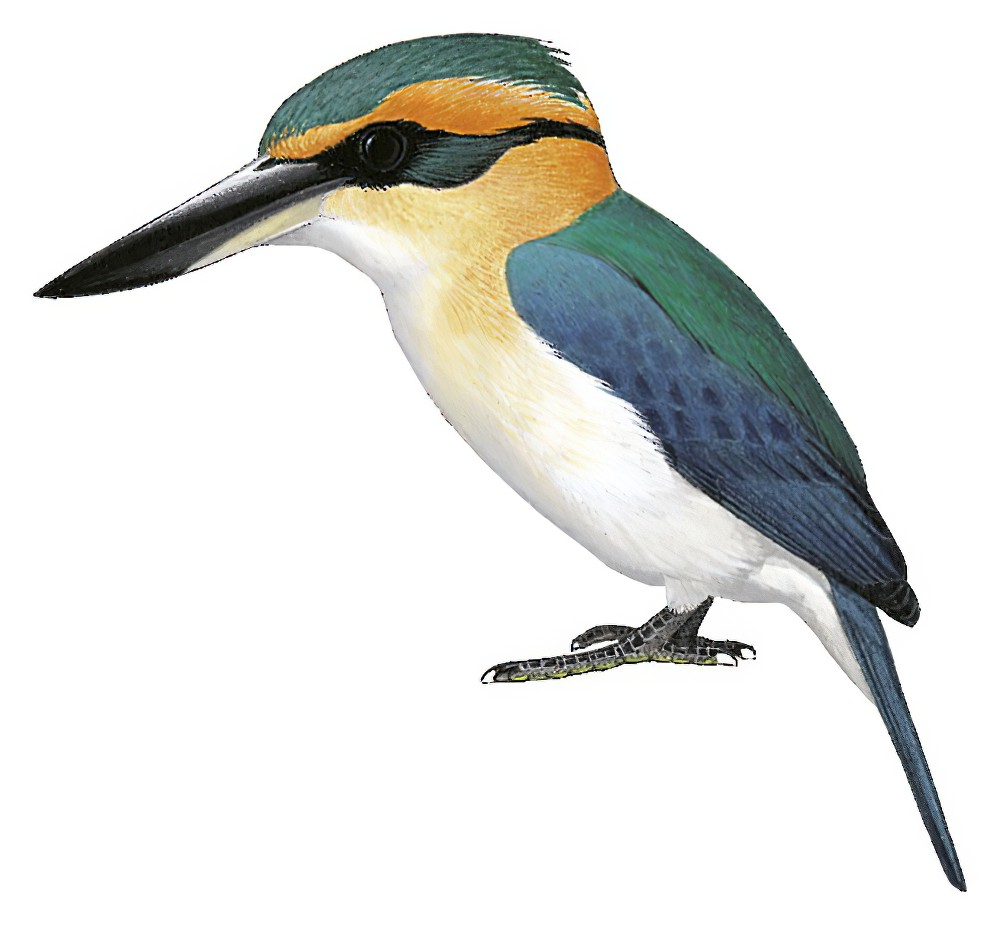 Mewing Kingfisher / Todiramphus ruficollaris
