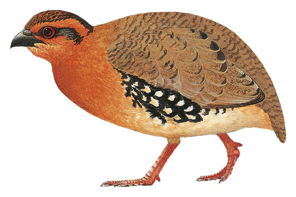 Red-breasted Partridge / Arborophila hyperythra