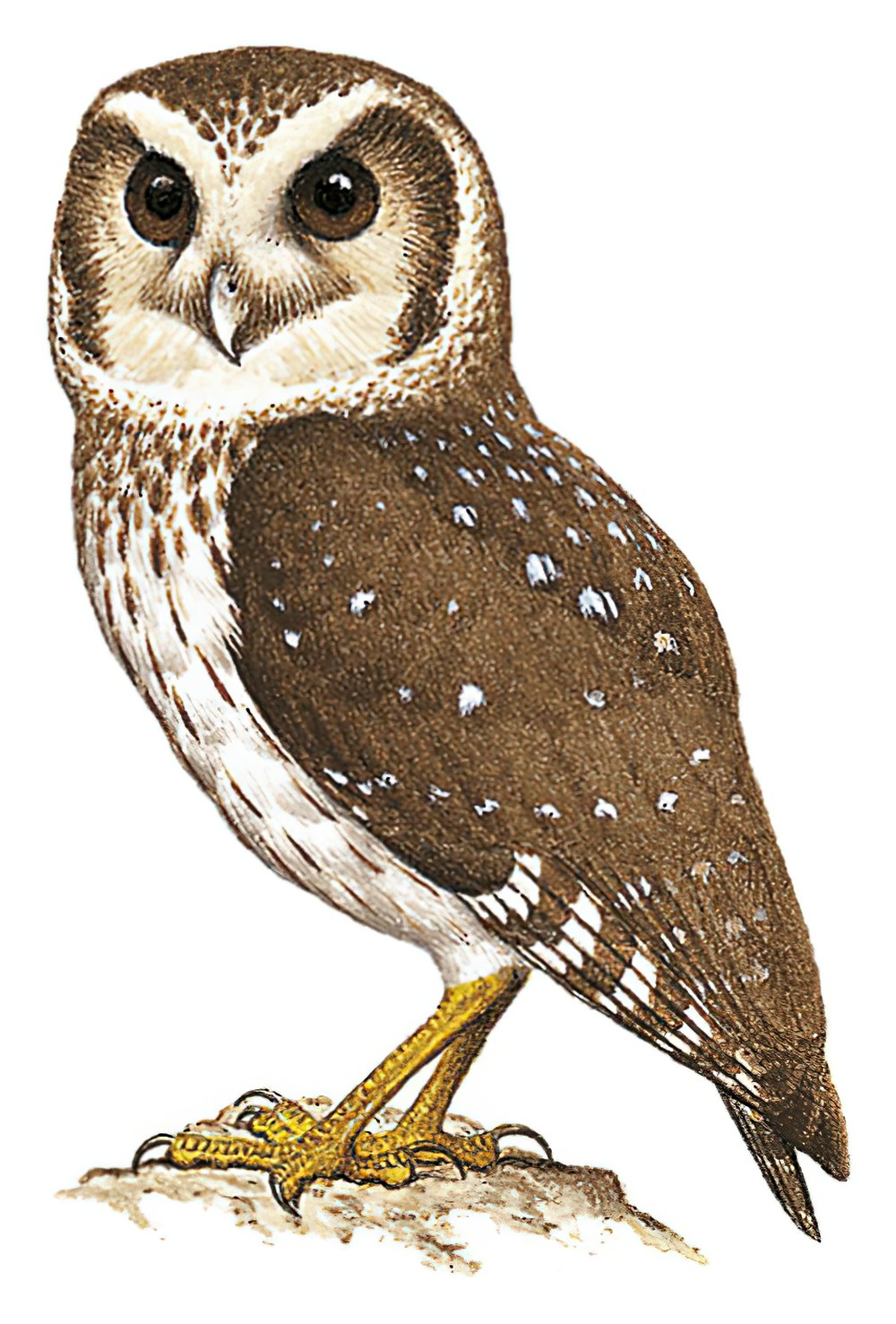Bare-legged Owl / Margarobyas lawrencii