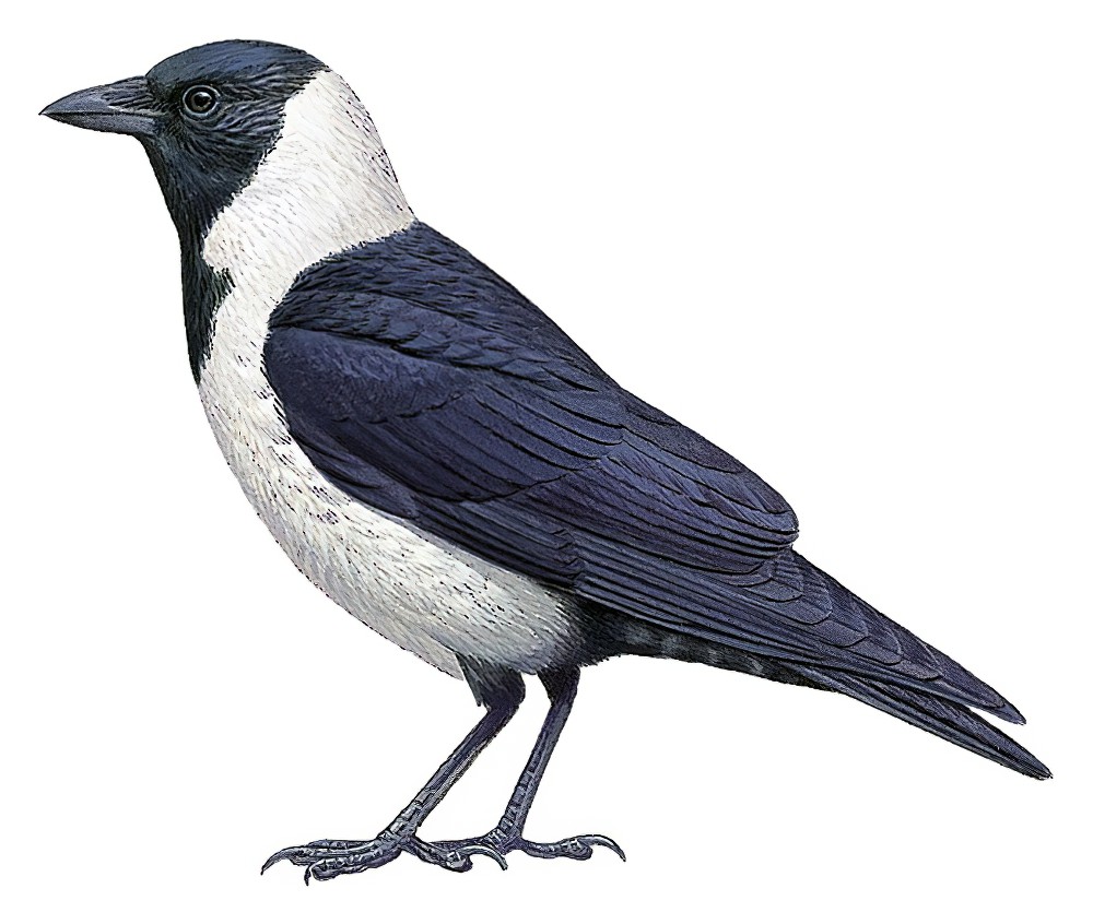 Daurian Jackdaw / Corvus dauuricus