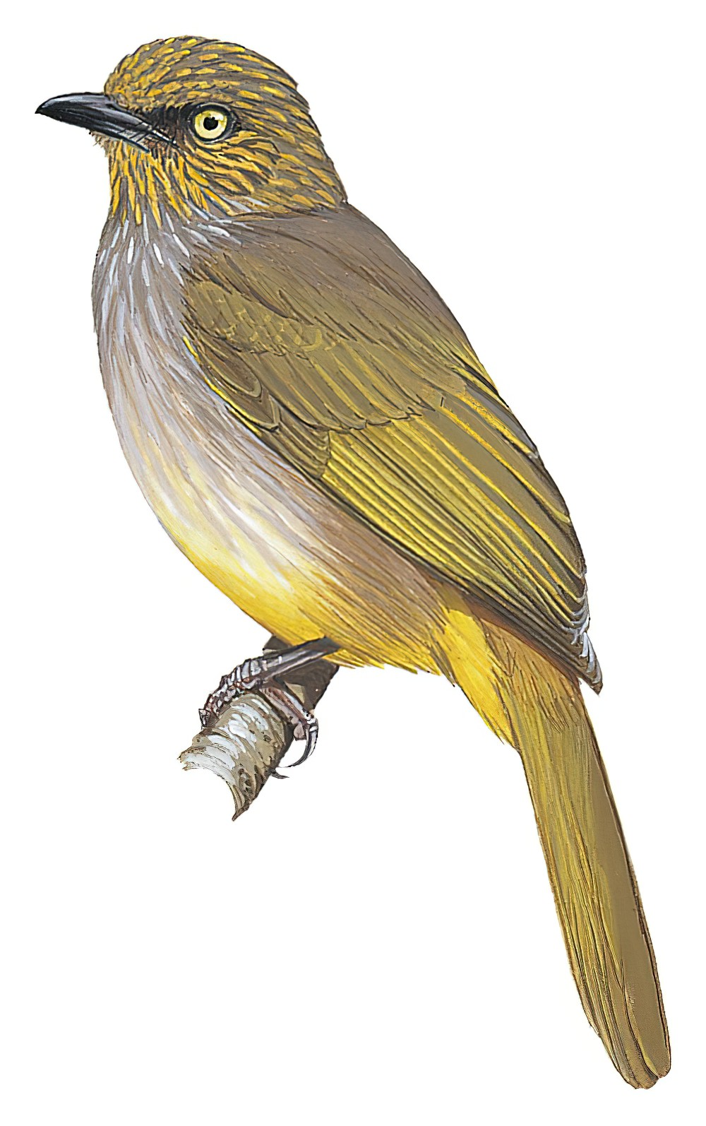 Stripe-throated Bulbul / Pycnonotus finlaysoni