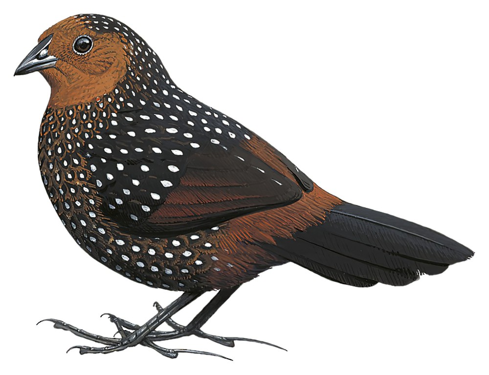 Ocellated Tapaculo / Acropternis orthonyx