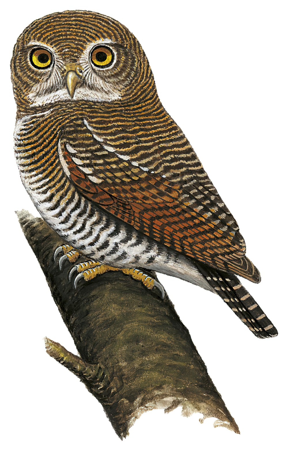 Jungle Owlet / Glaucidium radiatum