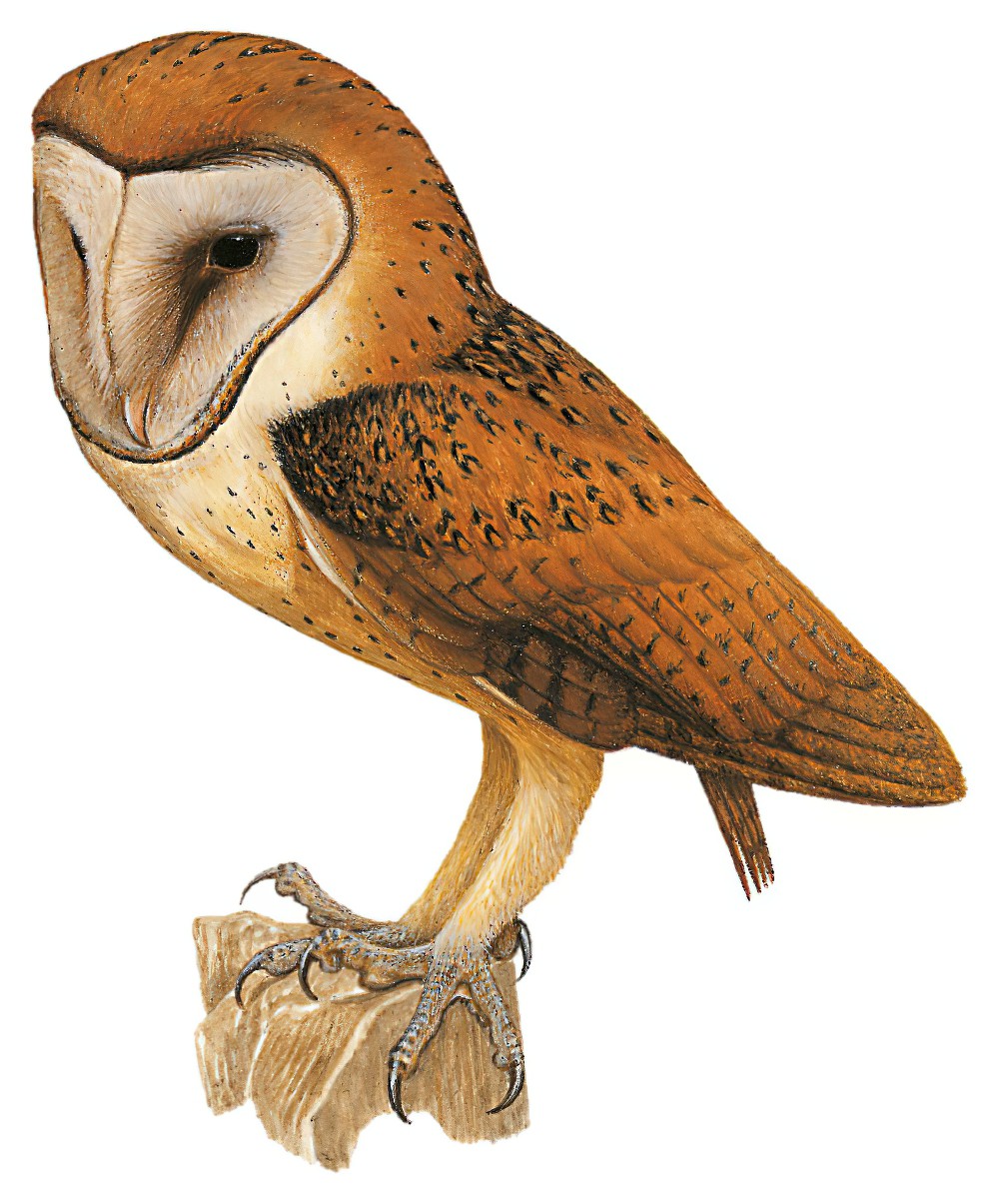Minahassa Masked-Owl / Tyto inexspectata