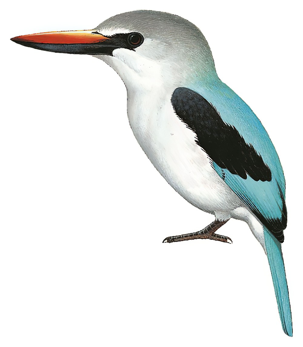 Woodland Kingfisher / Halcyon senegalensis