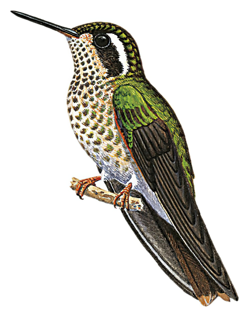 Speckled Hummingbird / Adelomyia melanogenys