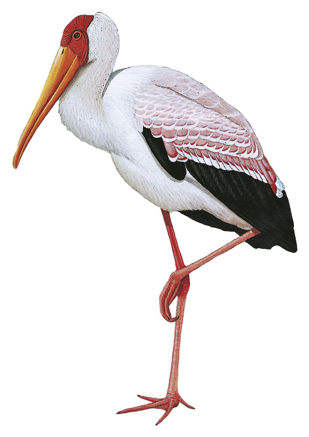 Yellow-billed Stork / Mycteria ibis