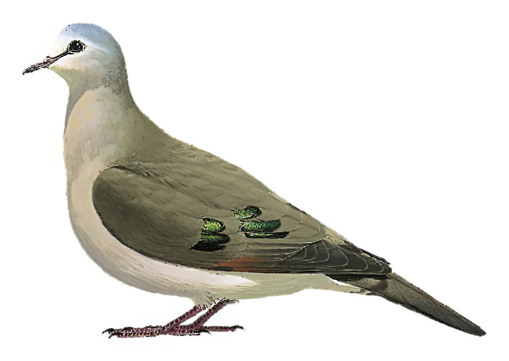 Emerald-spotted Wood-Dove / Turtur chalcospilos
