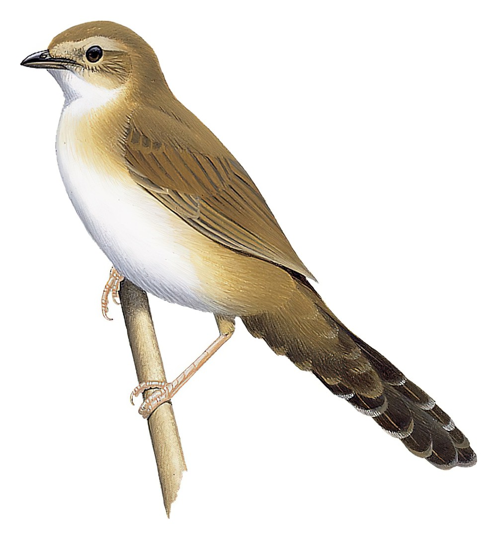 Fan-tailed Grassbird / Schoenicola brevirostris