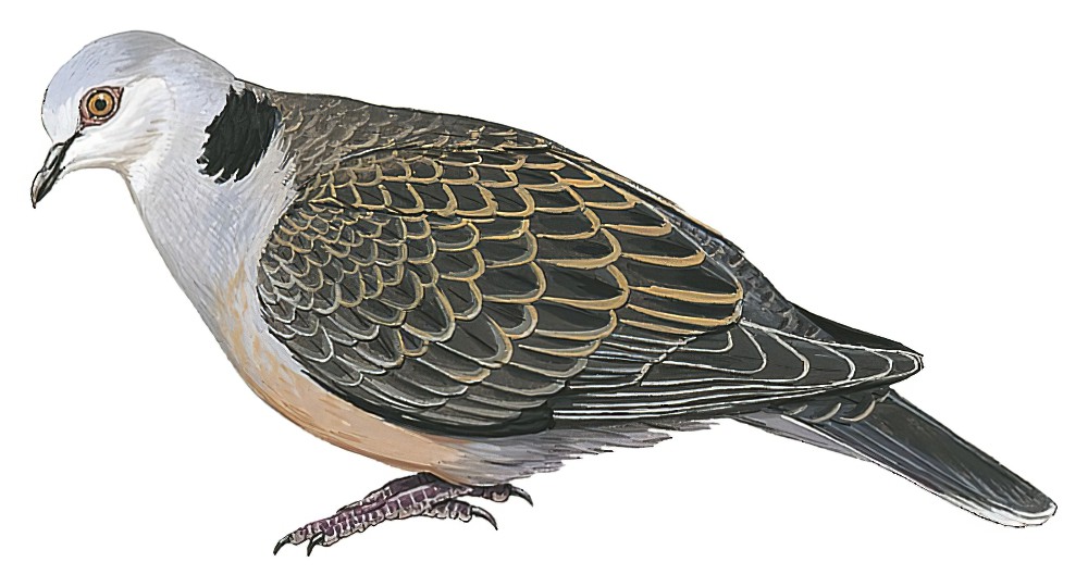 Adamawa Turtle-Dove / Streptopelia hypopyrrha