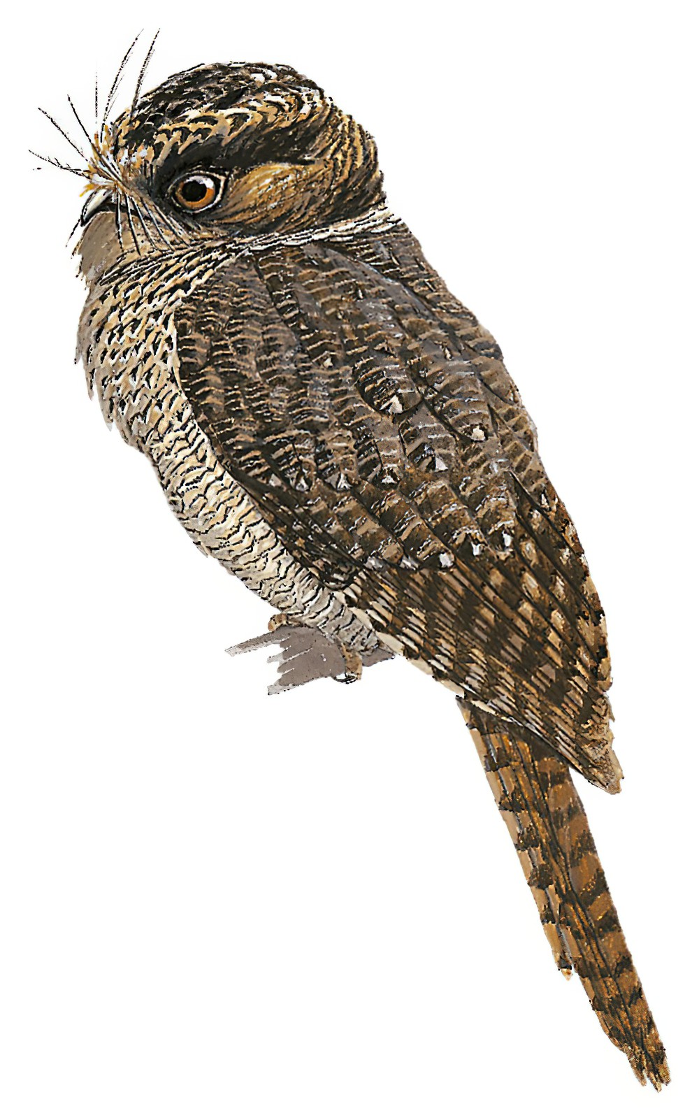 Mountain Owlet-nightjar / Aegotheles albertisi