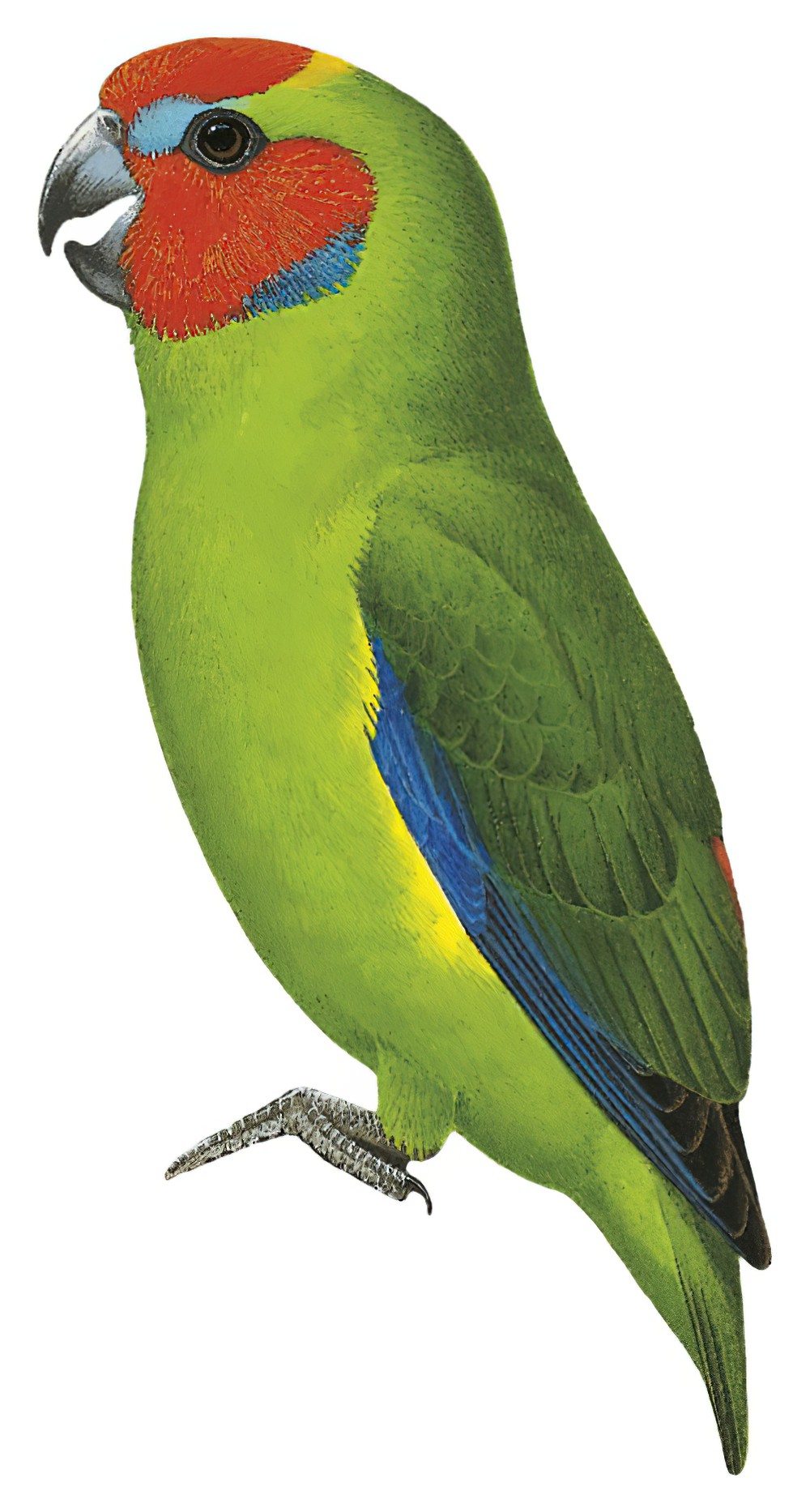 Double-eyed Fig-Parrot / Cyclopsitta diophthalma