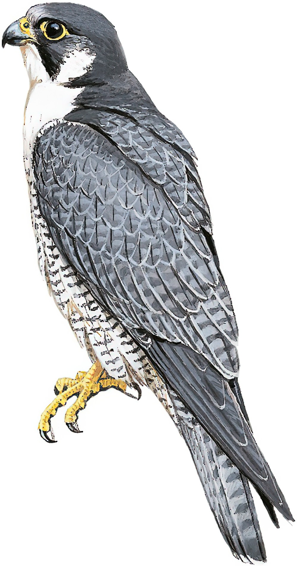 Peregrine Falcon / Falco peregrinus
