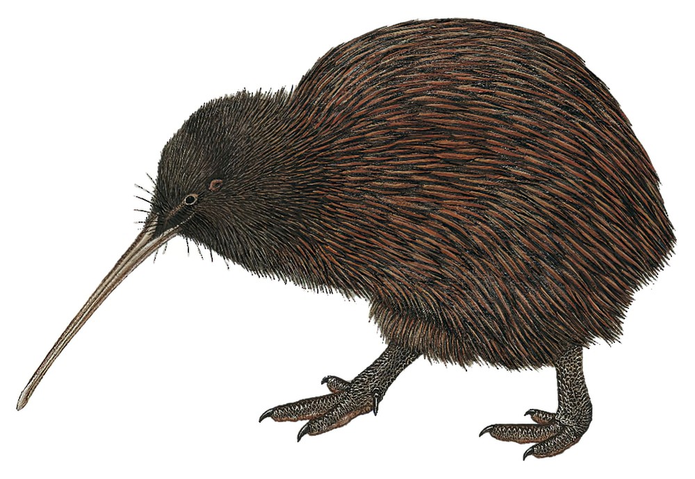 Southern Brown Kiwi / Apteryx australis