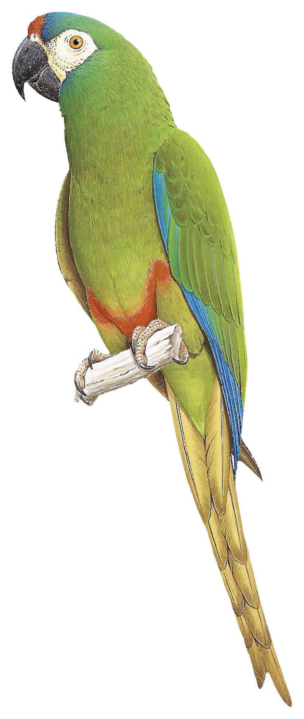 Blue-winged Macaw / Primolius maracana