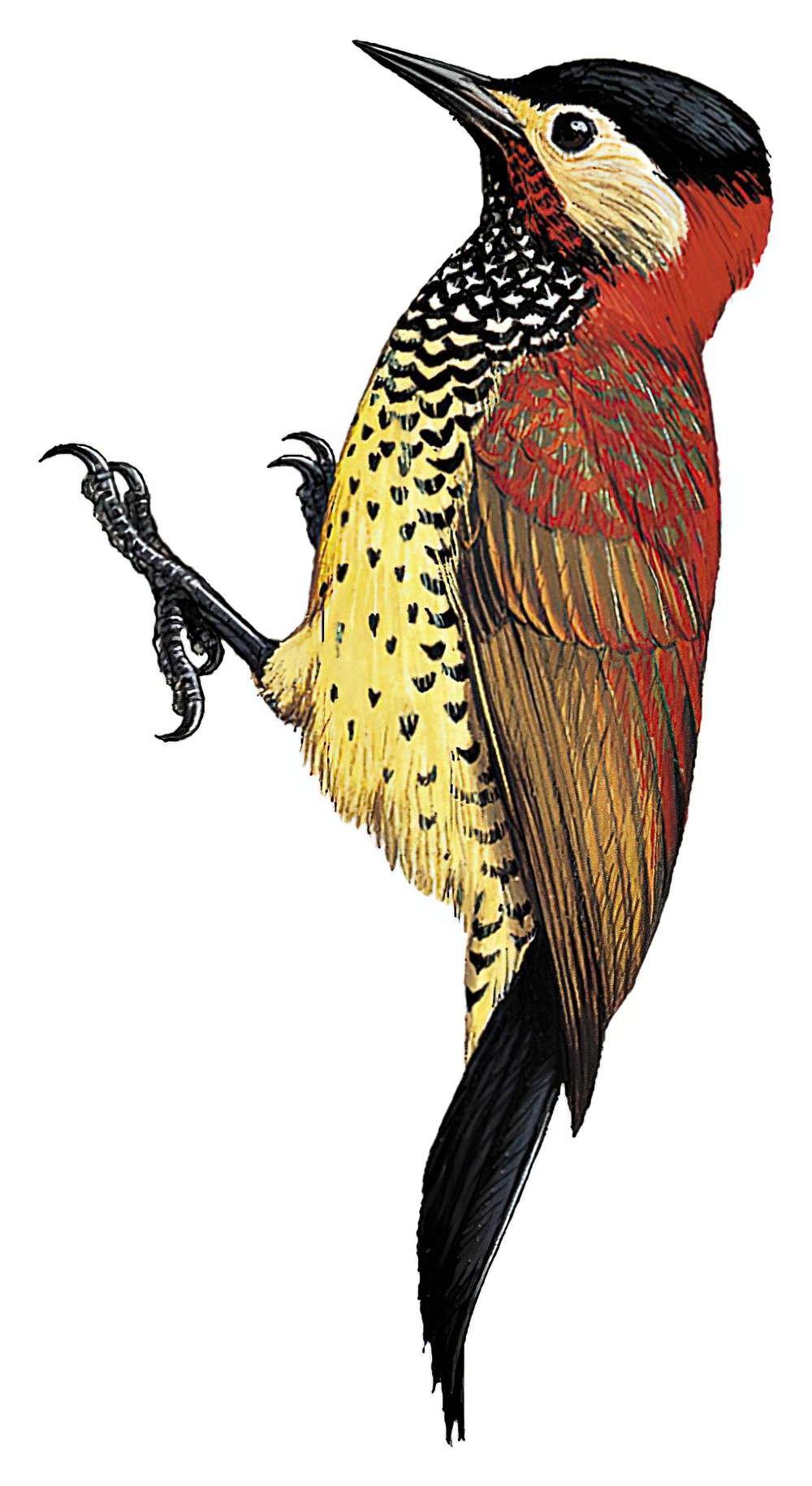Crimson-mantled Woodpecker / Colaptes rivolii