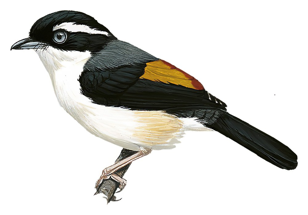 Dalat Shrike-Babbler / Pteruthius annamensis