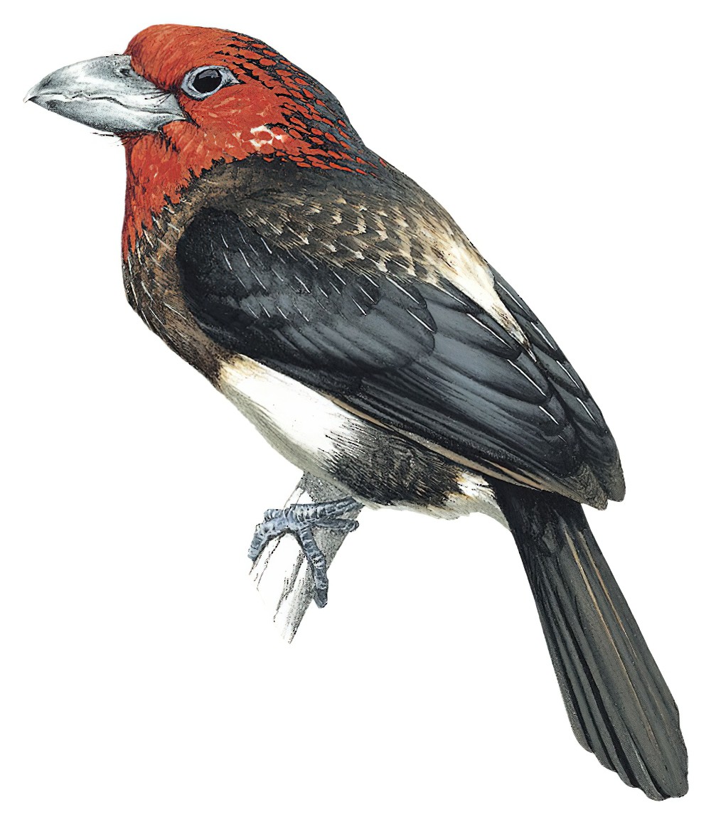 Brown-breasted Barbet / Lybius melanopterus