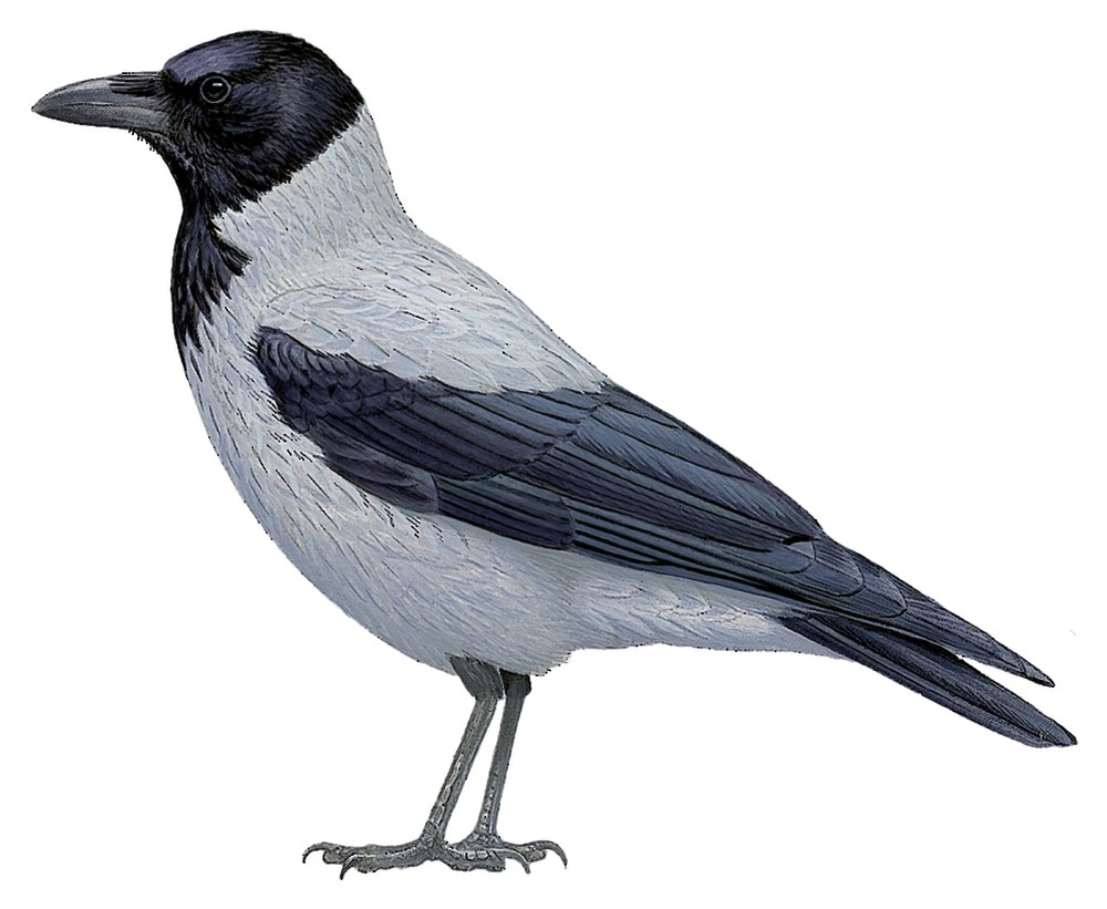 Hooded Crow / Corvus cornix
