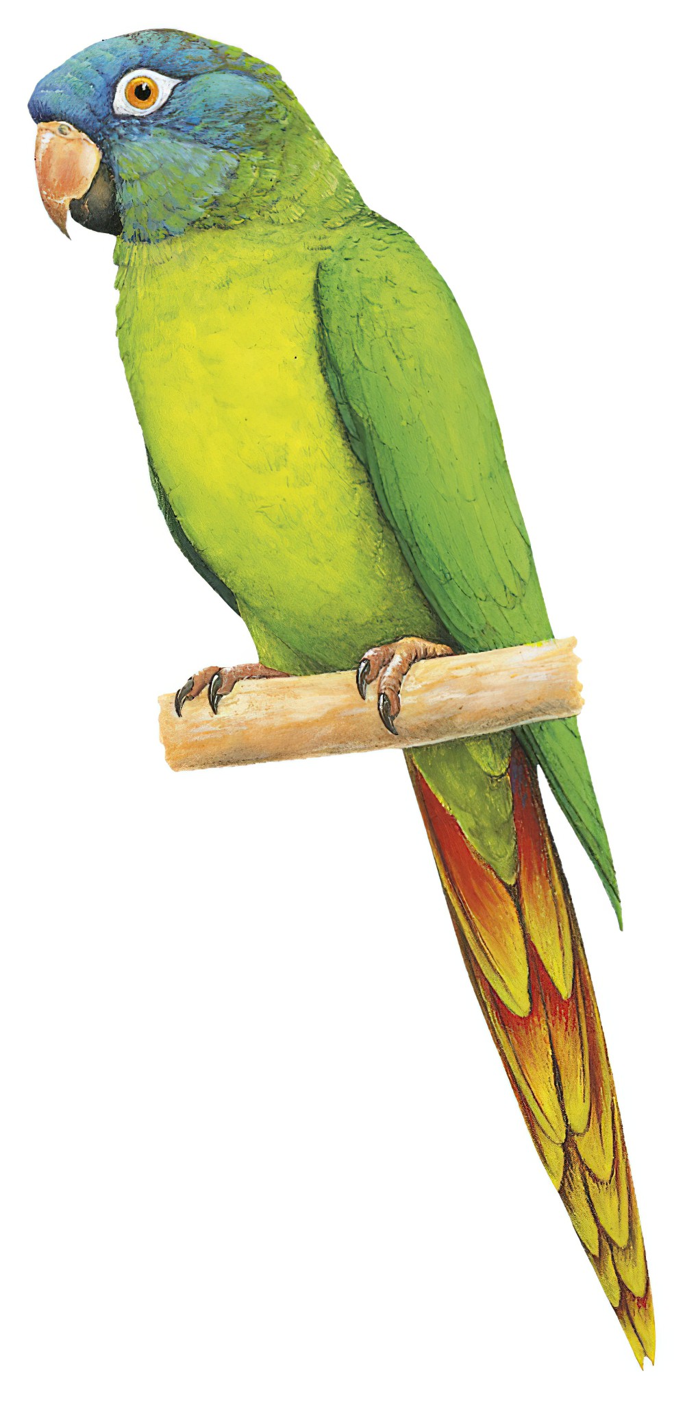 Blue-crowned Parakeet / Thectocercus acuticaudatus