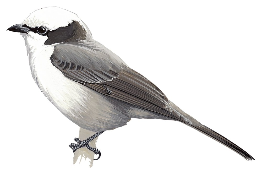White-crowned Shrike / Eurocephalus anguitimens