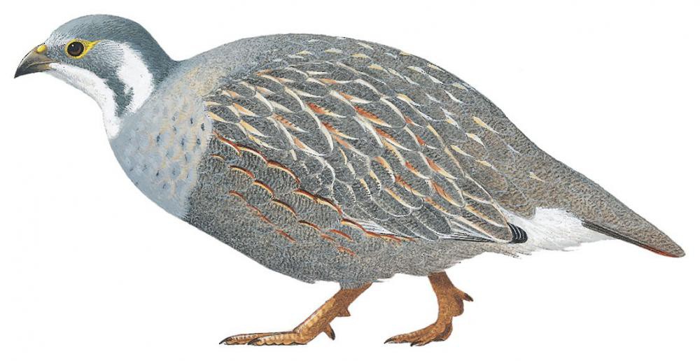 Caspian Snowcock / Tetraogallus caspius