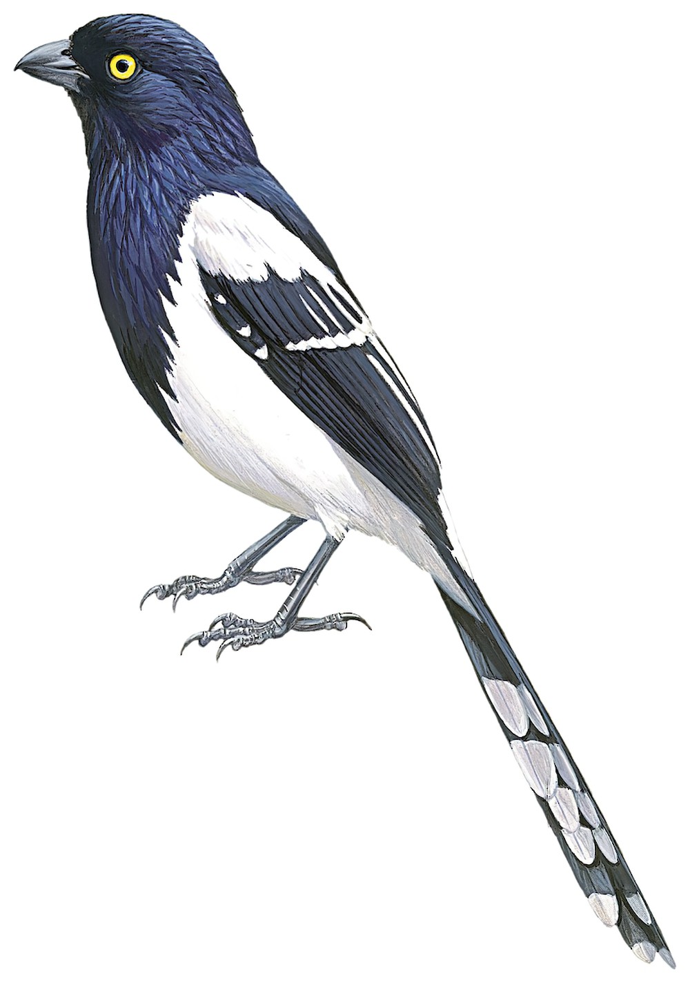 Magpie Tanager / Cissopis leverianus