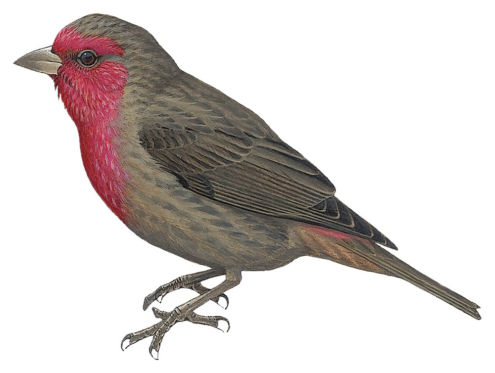 Red-fronted Rosefinch / Carpodacus puniceus