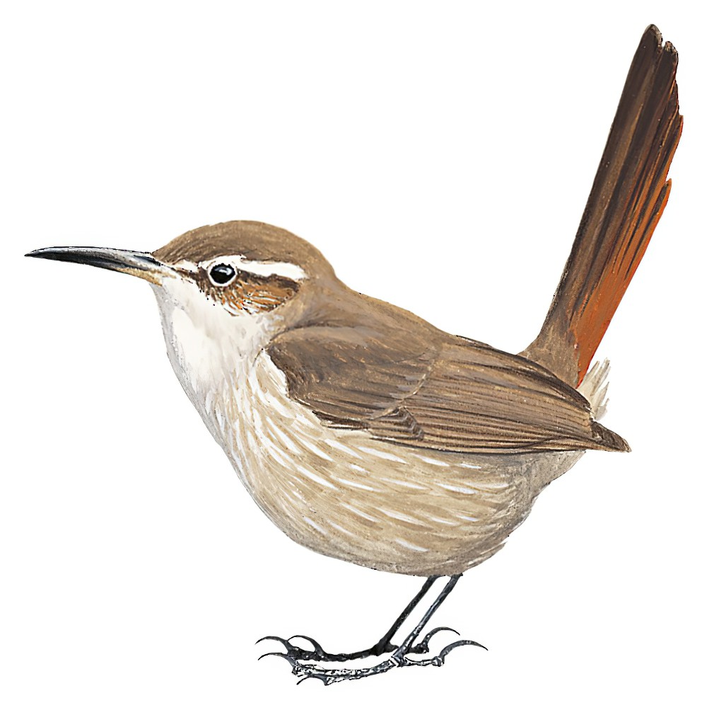 Band-tailed Earthcreeper / Ochetorhynchus phoenicurus
