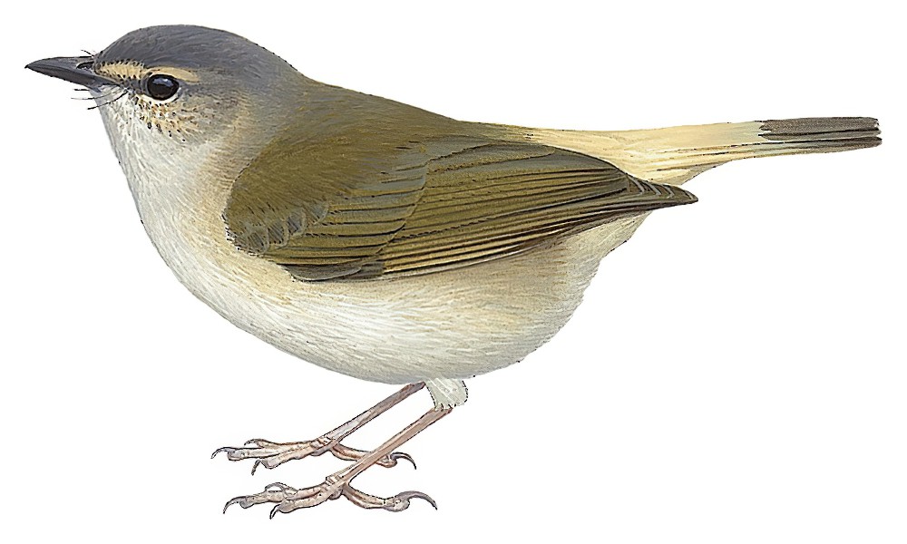 Buff-rumped Warbler / Myiothlypis fulvicauda